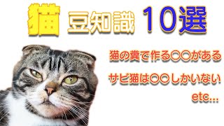 猫の豆知識10選！意外と知らない猫雑学！