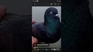 জারা কবুতর পসে তারা কোনো দিন টাকা গরম দেখাবে না #pigeon