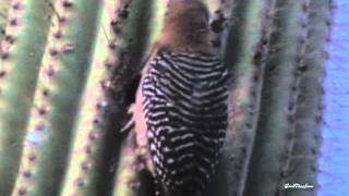 Gila Woodpecker