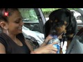 rescued dog returned to owner