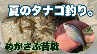 [夏のタナゴ釣り]名人との違いを見つけろ