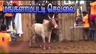 மங்களாம்பட்டி செவலையன் ஆட்ட நாயகன் | mangalampatty sevalai |