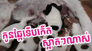 #កូនឆ្កែទើបកើតស្អាតៗណាស់ #គួរអោយស្រឡាញ់ដល់ហើយ - Newborn Cute Puppies #pets