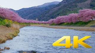 2019 Kawazu-zakura Cherry Blossoms - Shizuoka -  河津桜祭り - 4K Ultra HD