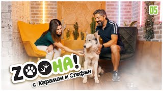 Да отглеждаш “полу-вълк” 🐺 Zoo-Зона със Стефан 🐾