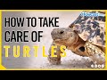 How to take care of turtles #Shorts