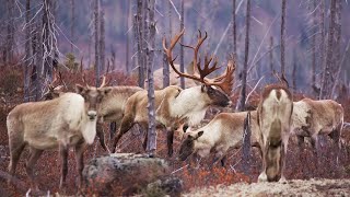 L’extinction des caribous de Charlevoix « inévitable » sans mesures extrêmes