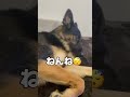 【かわいいシェパード🩷】ネムネム😴 シェパード ジャーマンシェパード germanshepherd shorts