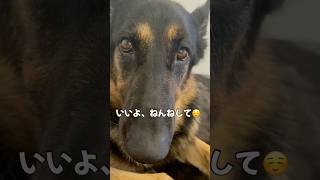 【かわいいシェパード🩷】ネムネム😴 #シェパード #ジャーマンシェパード #germanshepherd #shorts