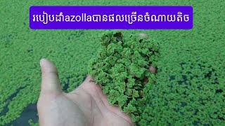 របៀបដាំazolla អោយដុះលឿន បានផលរាល់ថ្ងៃ