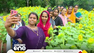 സൂര്യകാന്തി തോട്ടം കാണാൻ ഇനി ദൂരെയെങ്ങും പോവേണ്ട; മലപ്പുറം ചെറുകോട്ടേക്ക് പോരൂ