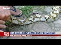 Ngeri! Ular Sanca 4 Meter Masuk Permukiman Warga Kab. Sukabumi #iNewsPagi 05/06