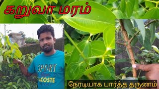 கறுவா மரம் @ வீட்டு தோட்டத்தில் கறுவா karuva padday