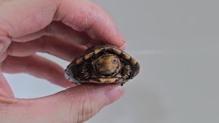 第一次養蛋龜🐢開箱紅面泥龜@麝香蛋龜