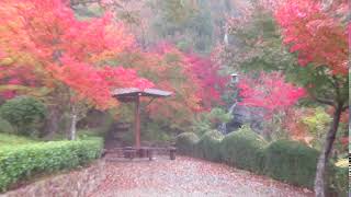 大本山永平寺直末光明寺　紅葉　兵庫県