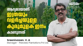 വയനാട് നരിക്കൽ എസ്റ്റേറ്റിൽ പ്രൗഢിയോടെ കുമ്പുക്കൽ കൊടി ! Kumbukkal Pepper