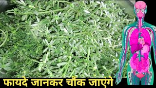 Noni Ka Saag | नोनी का साग बनाये और खाएं शरीर की बीमारियों को दूर भगाएं | जाने इसके अनेक फायदे