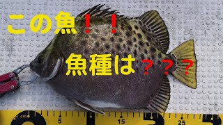 【衣浦湾】グレ釣れすぎ～‼️   碧南火力温排水❗