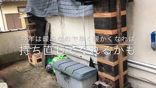 【日本蜜蜂　庭先養蜂】アカリンダニ被害か？ニホンミツバチjapan honey