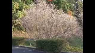 十月桜のある風景