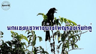 นกแซงแซวหางบ่วงใหญ่ร้องเรียกคู่