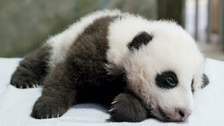 Giant Panda Cub: Name Reveal