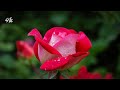 Beautiful blooming flower time lapse video /free stock footage