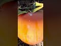 HAVE YOU EVER SEEN A GIANT PERSIMMON 😲//🇯🇵PERSIMMON 🍑 #shorts #persimmon #fruits #amazing #asmr