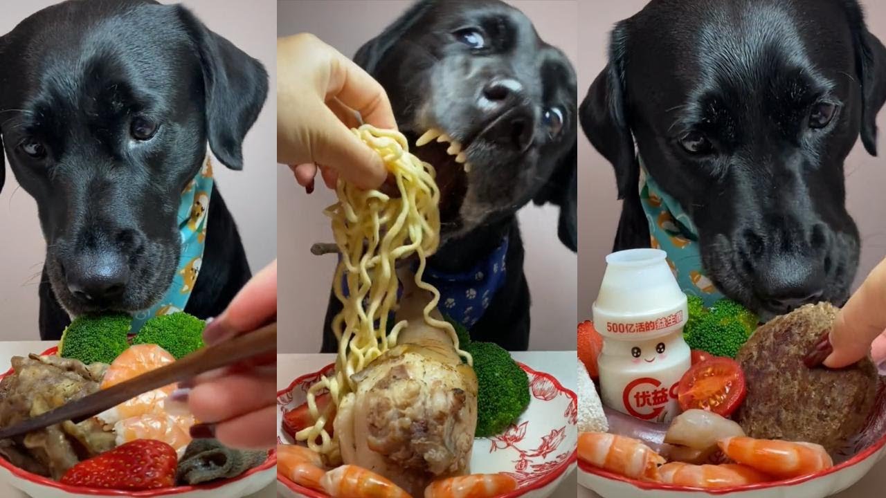 Dog Eating Asmr Pate Full Of Delicious Food Relaxing Satisfying