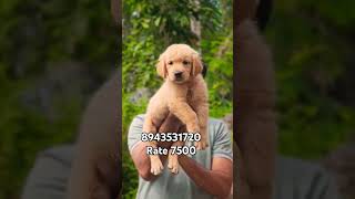 Low price Quality golden retriever female puppy available in Kerala cheap price # vichu poochakkal