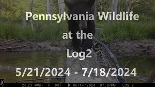 Pennsylvania Wildlife at the Log2  -  5/21/2024 - 7/18/2024