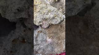 Finding two JUMBO Red beryl in RED BERYL MINE