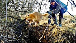 Охота с ягдтерьером , охота на трубах моих друзей ( Виталий Чувалов ). Fox Hunt with Jagdterrier