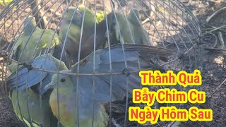 Bẫy Chim Cu Xanh Trong Rừng || Ở Vị Trí Này Bẫy Ngày Nào Cũng Trúng