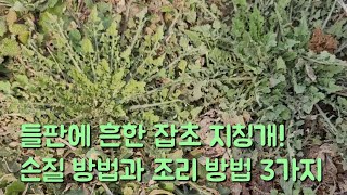 들판에 천지사방 널린 지칭개 맛있게 먹을수 있는 조리 방법 3가지와 손질 방법 채소값 비쌀때 활용해 보세요