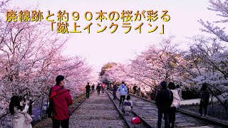 【桜の名所！】廃線跡と約９０本の満開の桜が彩る「蹴上インクライン」