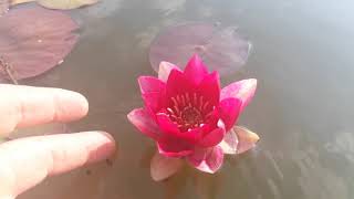 Нимфея Pygmaea Rubra (Карликовая Рубра) кувшинка, waterlily, водные растения, пруд