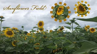 Taupiri Sunflower Field