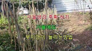 생강수확 그리고 손질방법.또하나 부지깽이 가을포기 나누기#농사 #farming #텃밭 #주말농사 #garden #생강#부지깽이 #다래#포도