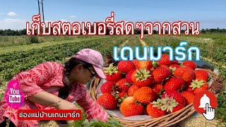 Ep.150 🍓เก็บสตอเบอรี่จากสวนเดนมาร์ก สีแดงแจ๊ด สดๆหวานมากค่ะ ทั้งกินทั้งเก็บอิ่มมากๆ