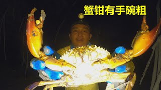 深夜紅樹林螃蟹沒人抓，小夥3個多小時抓4.8斤，青蟹個頭一個比一個大，蟹鉗都有手碗粗