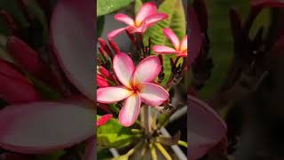 Red Ruby Plumeria, Frangipani, Lal Champa Flower Plant Care 🌺