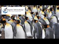 Penguins International - Protecting Penguins to Protect the Planet