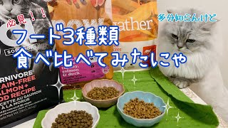 【キャットフード食べ比べ】#435 ミヌエットしらたまの日常