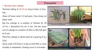 Package of Practices for Growing Carnation (Part I) By Prof. A. C. Jadhav