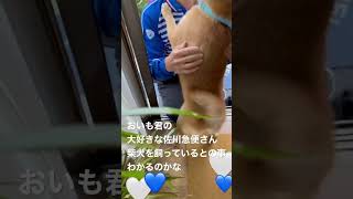 柴犬の佐川急便さん