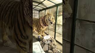 tiger##sidhu afraid of d tiger##nahargarh fort jaipur