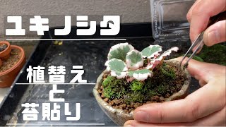 ユキノシタの植替えと苔貼り