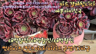 대박가격/썬라이즈/썬로즈/메듀샤.  이화랜드010-3339-2461 나는농부다282회출연