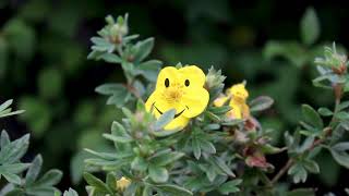 Potentilla Happy Face Yellow